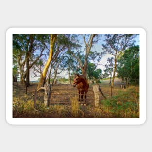 A Horse in the Adelaide Hills, South Australia Sticker